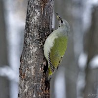 Седой дятел :: Евгений Софронов