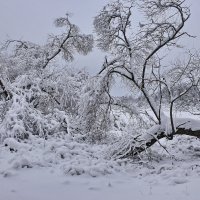 Зима. :: Валера39 Василевский.