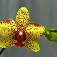 орхидея :: yav 110455
