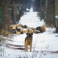 Один в поле воин :: Максим Миронов