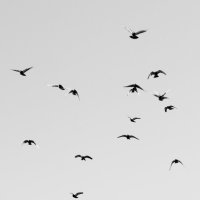 Birds :: Nastya Ishimova