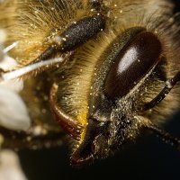 пчел :: Victor Rehemäe