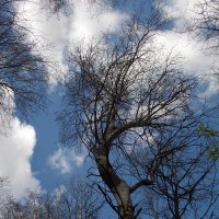 Гибкое дерево :: Анастасия Ляхина