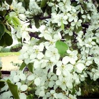 Flowering :: Nastasya Melanich