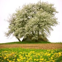 On the cheerful village green... :: Nastasya Melanich