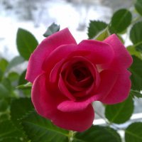 Розовая роза :: Лёля Анурина