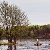 На озере. :: Elena Klimova