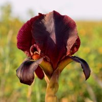 01.03.13 Пурпурный ирис (Iris atropurpurea אירוס הארגמן), Нес-Циона :: Борис Ржевский