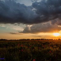 Закат  над красным полем :: Аркадий Григораш