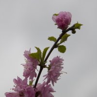 цветение сакуры_23.05.13 :: Екатерина Калашникова