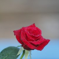 роза :: V.PERSKI 