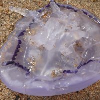 Голубая медуза :: Eвгения Генерозова