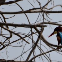 24.03.12 Красноклювая альциона или красноклювый зимородок (лат. Halcyon smyrnensis) :: Борис Ржевский