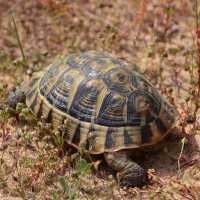 24.03.12 Средиземноморская, или греческая черепаха (лат. Testudo graeca) :: Борис Ржевский