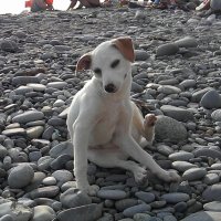 Пляжный пёсик!!! :: Олег Семенцов