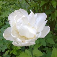 Пионовидный тюльпан :: Наталия Павлова