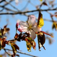 Цветок вишни :: Татьяна Чапкович