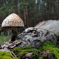 Лесной незнакомец :: Николай Белавин