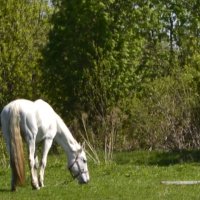 Пейзаж с лошадью :: Алла Шулепина