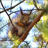 Кормилица :: Василий Хорошев