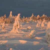 Вечерняя прогулка :: Владимир Тюменцев