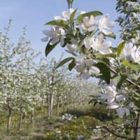 Яблони в цвету - какое чудо! :: Ольга Трушникова