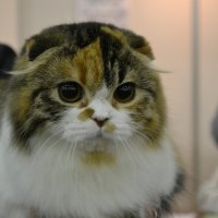 Международная выставка кошек :: Юлия Сергеевна