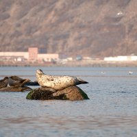 Эх скукота, семечки закончились... :: Роман Мещеряков