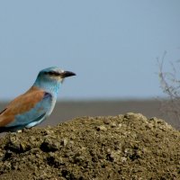 Сизоворонка :: Александр Шмелёв