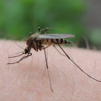 комар :: Алексей Гладышев