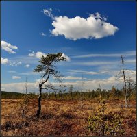 Разговор дерева с облаком. :: Александр Максименко