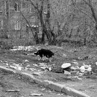 Собака в мусоре :: Александр Мурзаев