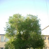 старинное дерево :: Аня Журавлёва