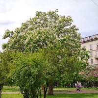 Прекрасен май, уйдём же под каштаны.. :: Наталия Павлова