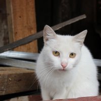 кошка лиза :: Анютка А
