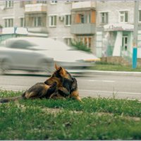 САБАКА - СТЕСНЯКА :: Максим Куликов