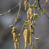 Серёжки на берёзке :: Наталья Плотникова