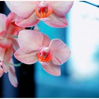 Выставка орхидей :: Владислав Кравцов