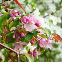 Яблони в цвету- какое чудо! :: Константин Антошкин