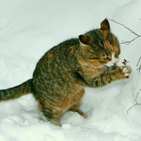 Букет... :: Святослав Тышкевич