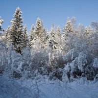 Зима в лесу :: Татьяна Петранова