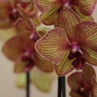 Орхидея :: Любовь 