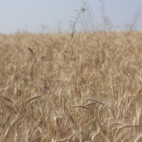 Пшеничное поле. :: Роман 