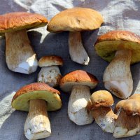 Белые грибы. :: оля san-alondra