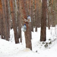 Белки в лесу. :: Мила Бовкун