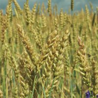 Пшеничное поле Wheat field :: Юрий Воронов