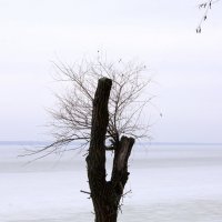 Дерево во льду :: Алексей Климов