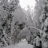 После снегопада :: Светлана Петошина