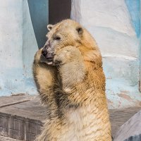 Полярный медведь :: Nn semonov_nn
