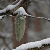 уснея...лекарственная.. :: Михаил Жуковский